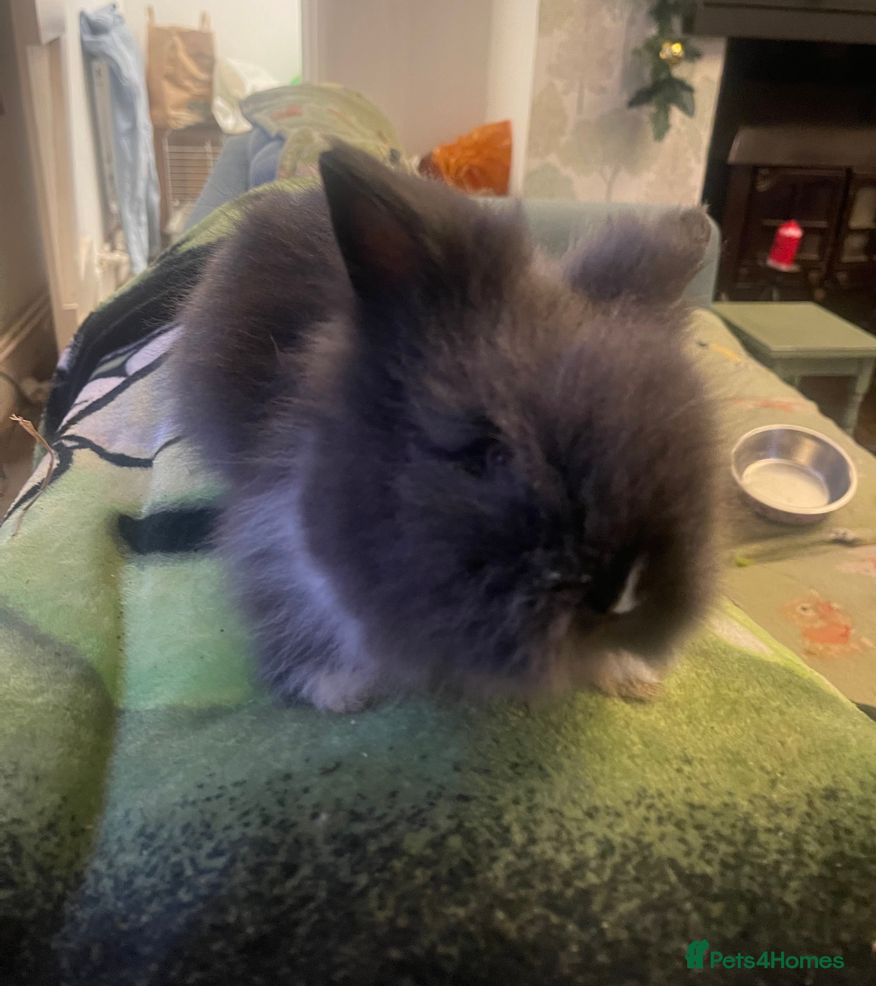 Lionhead rabbits Beautiful dwarf lionheads  - Advert 19