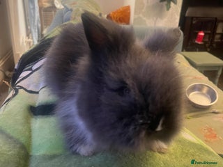 Lionhead rabbits Beautiful dwarf lionheads - Advert 17