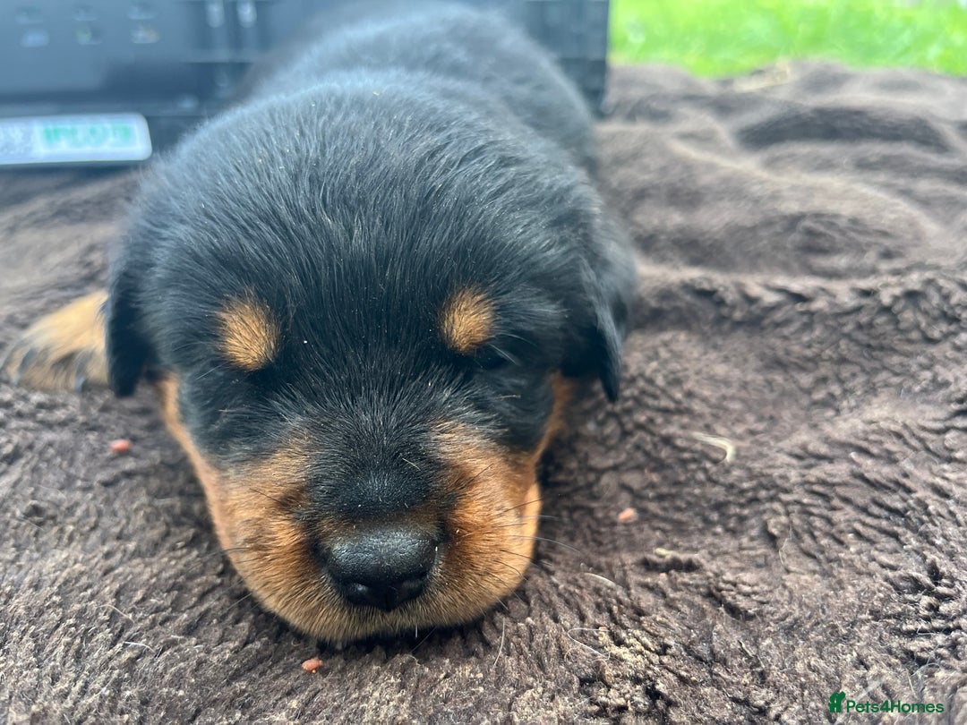 Rottweiler dogs for sale: Rottweiler pups  - Image 6