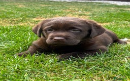 Labrador Retriever dogs for sale: Stunning Show KC Chocolate Labradors  - Image 1