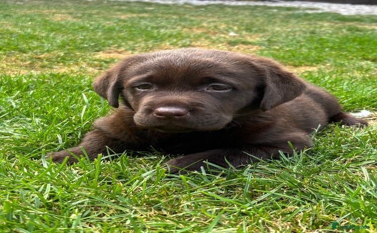 Labrador Retriever dogs - Advert 8