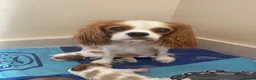Cavalier King Charles Spaniel dogs for sale: Cavalier King Charles Spaniel - Advert 2