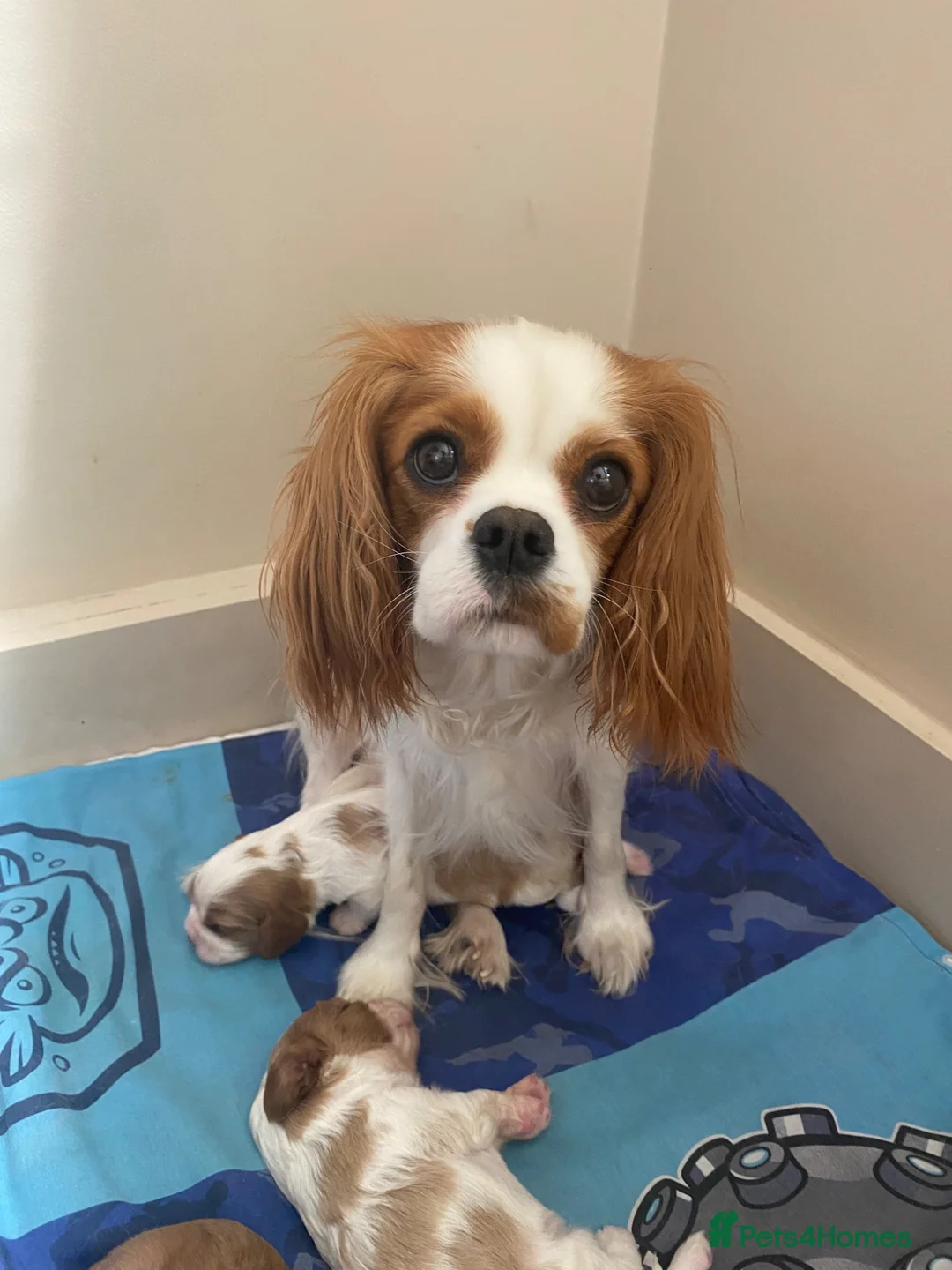 Cavalier King Charles Spaniel dogs for sale: Cavalier King Charles Spaniel - Advert 2