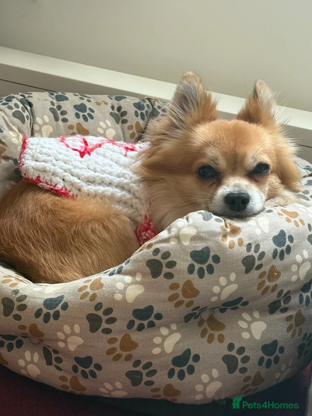 Chihuahua dogs for stud: Long Haired Chihuahua for Stud - Advert 5