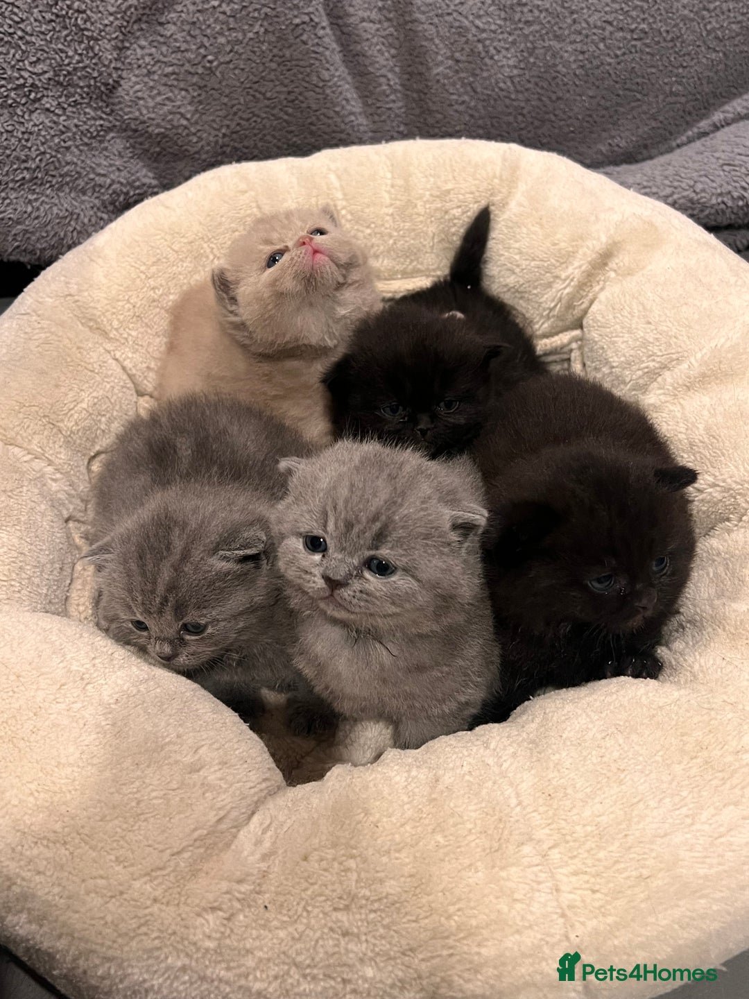 British Shorthair cats for sale: Multi-colour GCCF British Shorthair kittens  - Advert 4