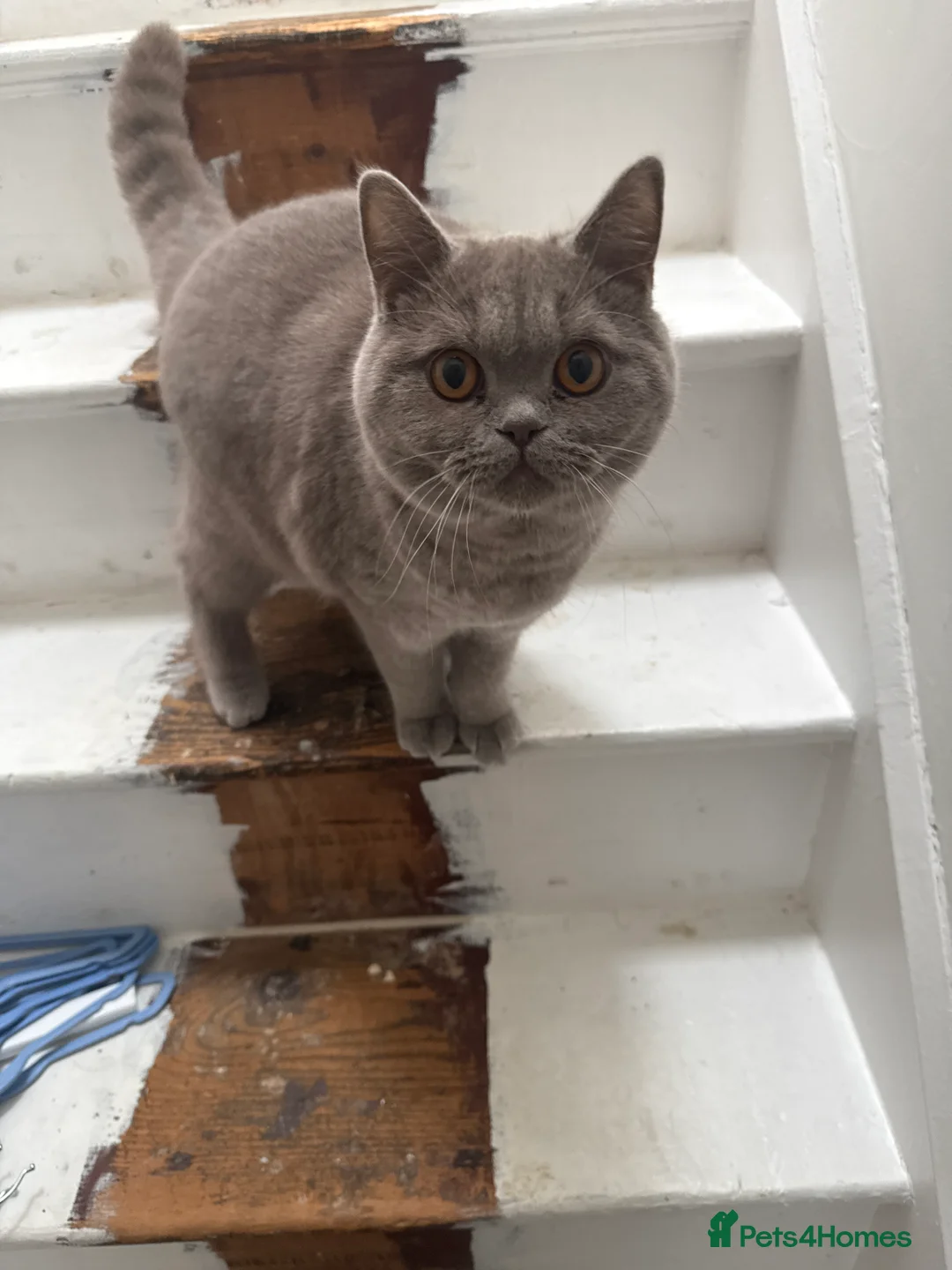 British Shorthair cats for sale: lilac british short hair - Advert 2