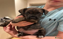 Mixed Breed dogs for sale: Follie (French bulldog / border collie) pups 4sale - Image 12