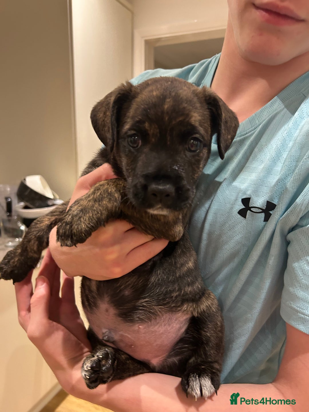 Mixed Breed dogs for sale: Follie (French bulldog / border collie) pups 4sale - Image 12