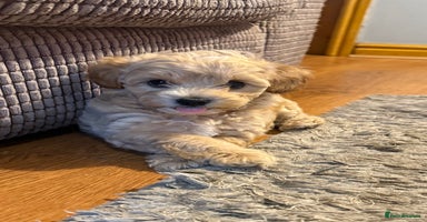 Maltipoo dogs - Advert 2