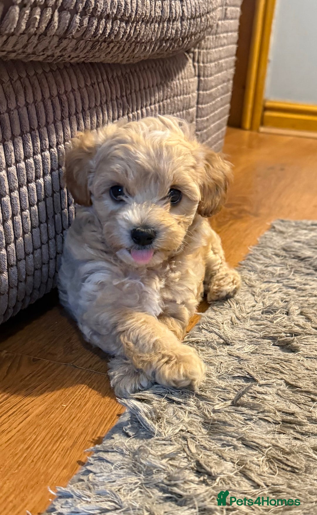 Maltipoo dogs for sale: Real life teddy bears f1 Maltipoo 3 left!🐾🐶❤️💥 - Image 1