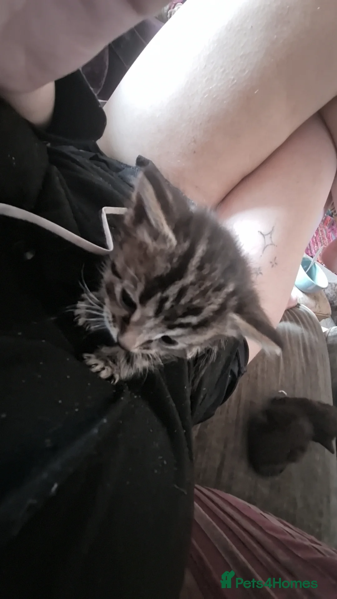 British Longhair cats for sale: 4 longhaird kittens  - Advert 11