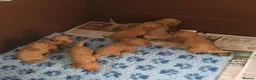 Labradoodle dogs for sale: GOLD F1b LABRADOODLE BOYS FROM 5* LICENCED BREEDER - Advert 3