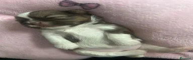 Shih Tzu 1