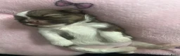 Shih Tzu dogs for sale: Shih Tzu puppies  - Advert 5