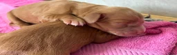 Cocker Spaniel dogs for sale: 1 KC Working Male Cocker Spaniel - Advert 1