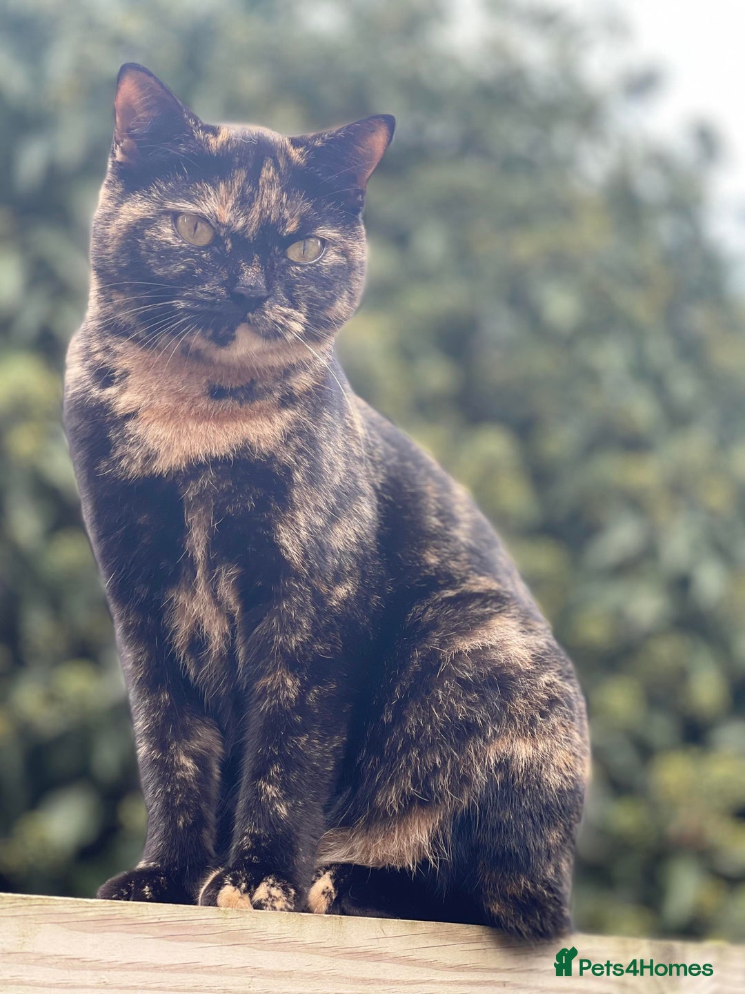 Mixed Breed cats for sale: Bsh and Scottish straight mix - Image 15