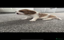 Cavalier King Charles Spaniel dogs for sale: Cavalier King Charles spaniel puppies - Image 7