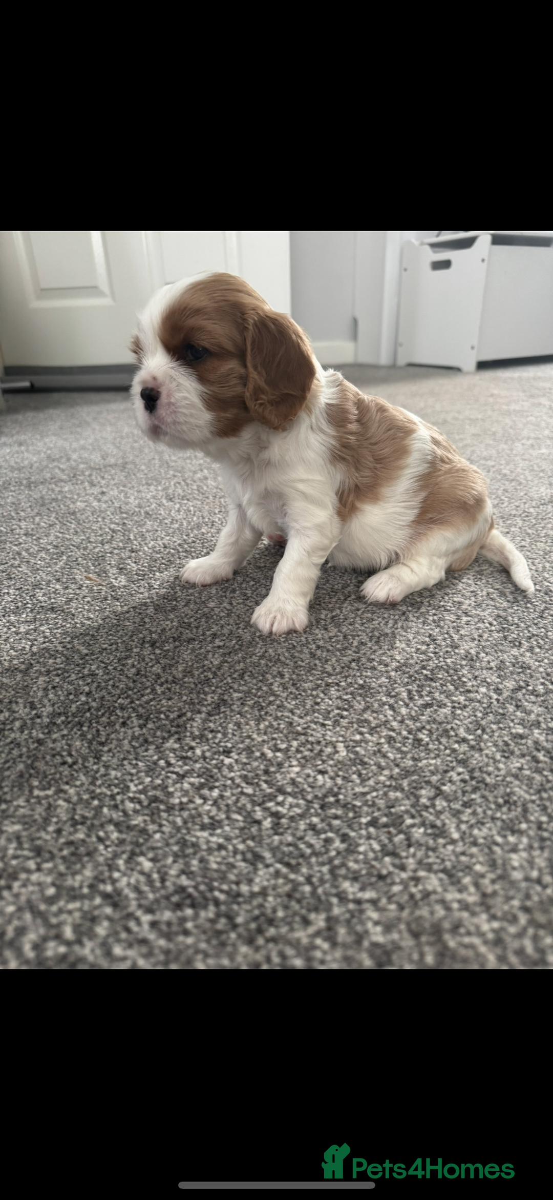 Cavalier King Charles Spaniel dogs for sale: Cavalier King Charles spaniel puppies - Image 7
