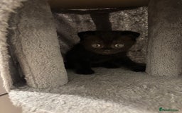Scottish Fold cats for sale: Stunning Scottish fold and straight kittens - Image 3