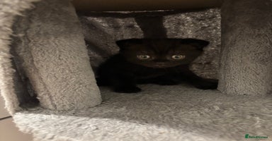 Scottish Fold cats - Advert 15