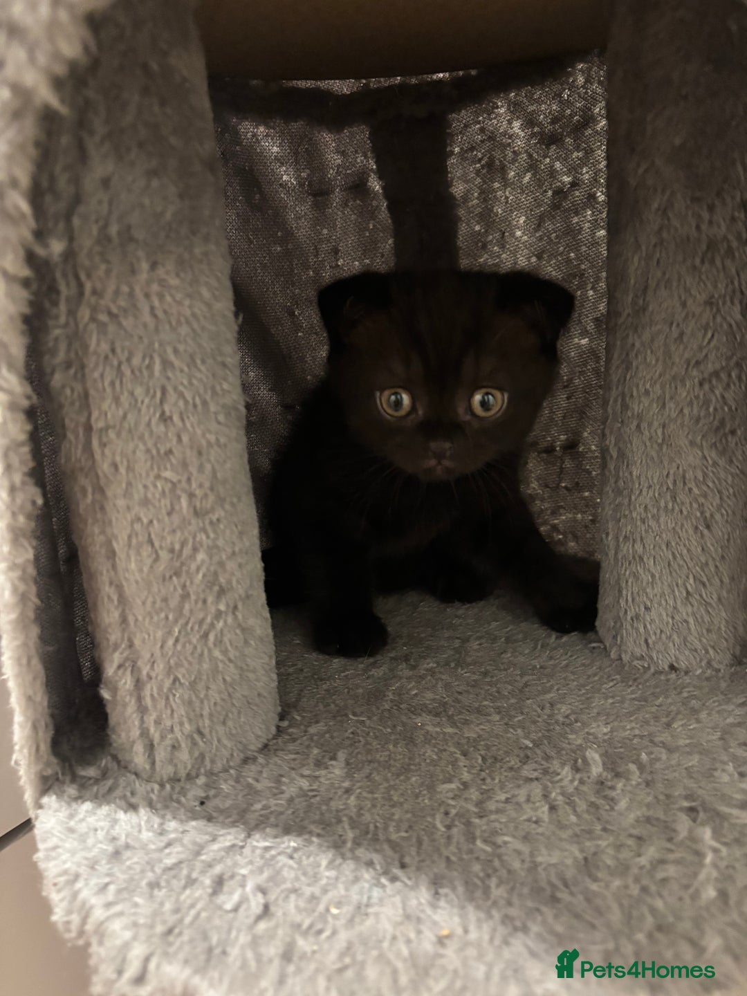 Scottish Fold cats for sale: Stunning Scottish fold and straight kittens - Image 3