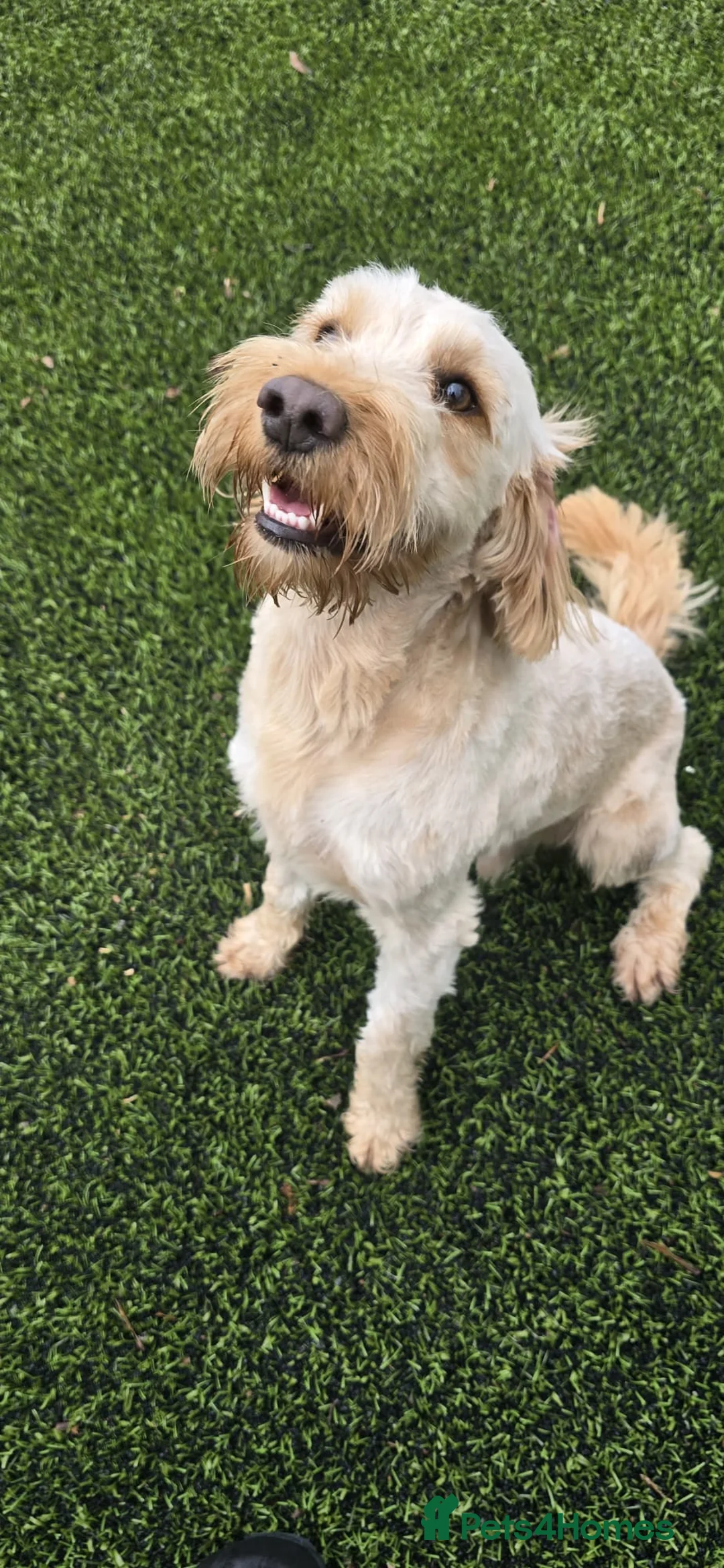 Cockapoo dogs for sale: Meet Almost 2 year old Cockerpoo Seamus - Advert 10