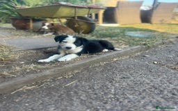 Border Collie dogs for sale: Border Collie Puppies – Ready Now - Image 3