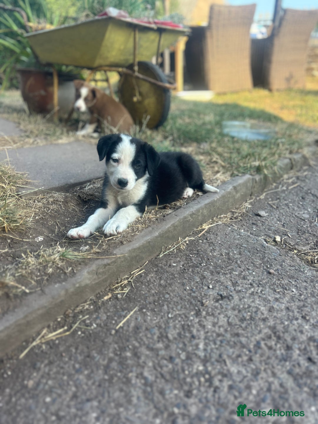 Border Collie dogs for sale: Border Collie Puppies – Ready Now - Image 3