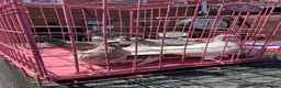 Pigeons birds for sale: Tumbler pigeons for sale in Stoke-on-Trent - Advert 2