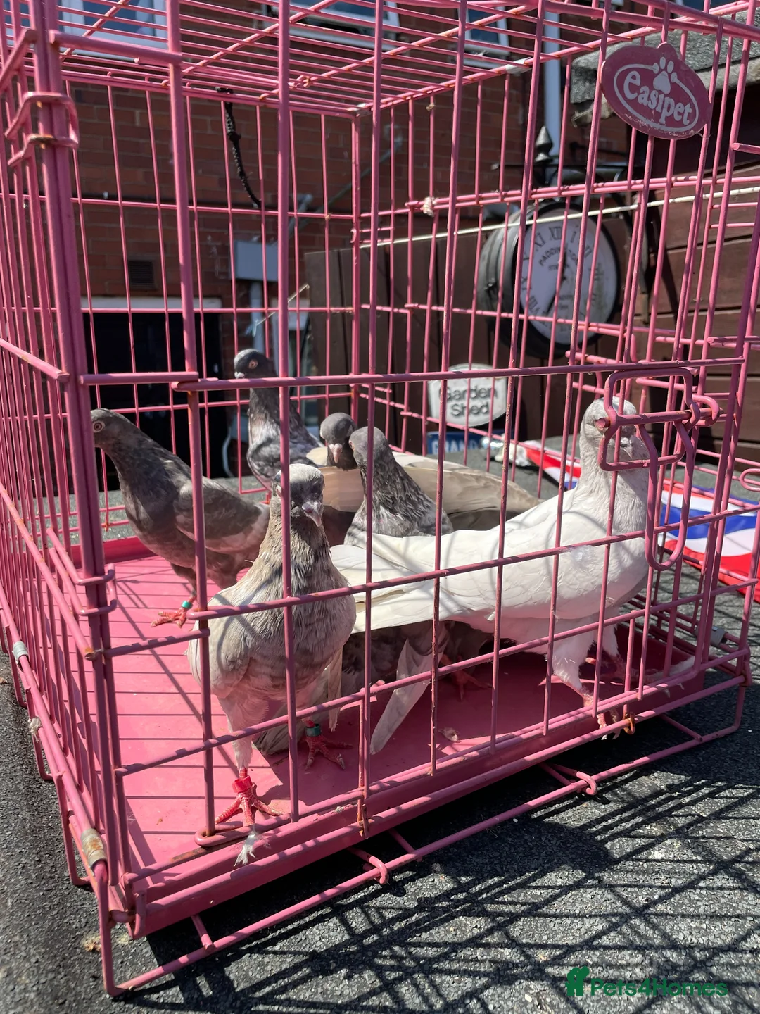 Pigeons birds for sale: Tumbler pigeons for sale in Stoke-on-Trent - Advert 2