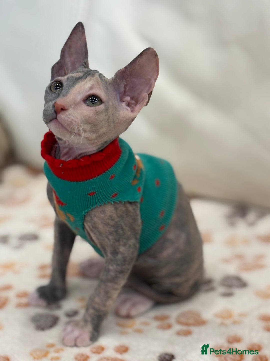 Sphynx cats for sale: Donskoy - Advert 3