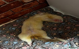 Ferret rodents for sale: Male ferrets looking for home. - Image 7