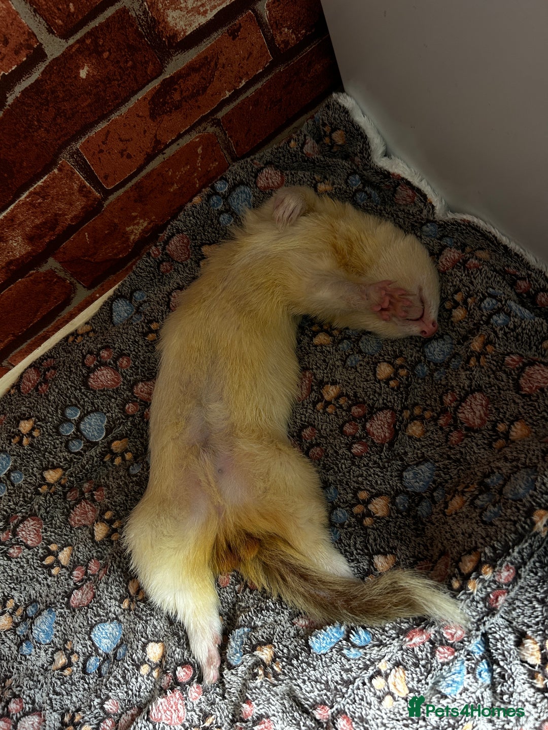 Ferret rodents for sale: Male ferrets looking for home. - Image 7