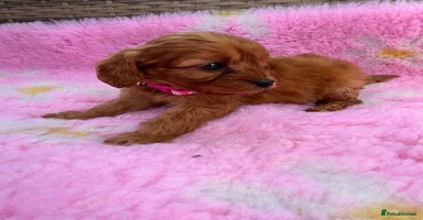 Cavapoo dogs - Advert 10