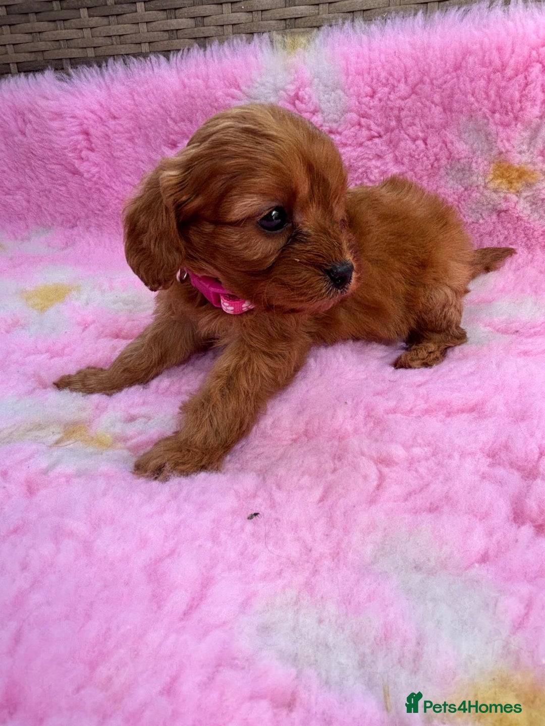 Cavapoo dogs for sale: *red cavapoos* - Image 2