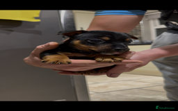 Jack Russell dogs for sale: Miniature Jack Russells - Image 5