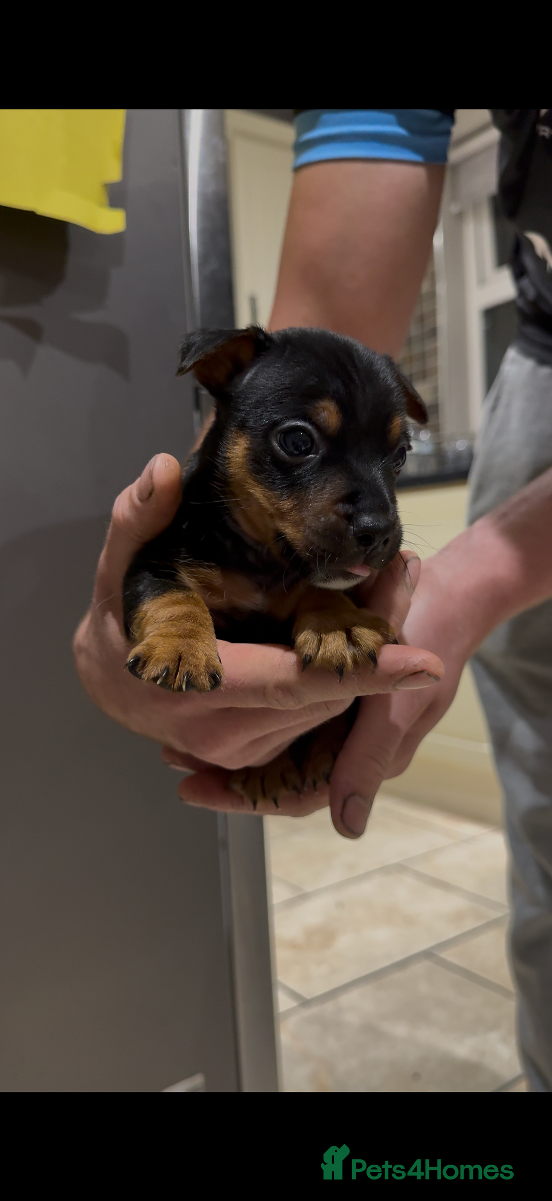 Jack Russell dogs for sale: Miniature Jack Russells - Image 5