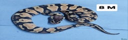Python Snake reptiles for sale: Hatchling Royal Pythons Males  - Advert 6