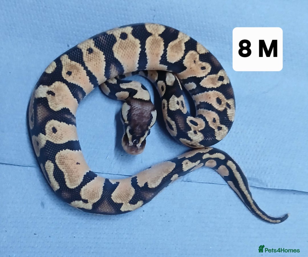 Python Snake reptiles for sale: Hatchling Royal Pythons Males  - Advert 6