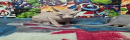 Sphynx cats for sale: Sphynx kittens  - Advert 7