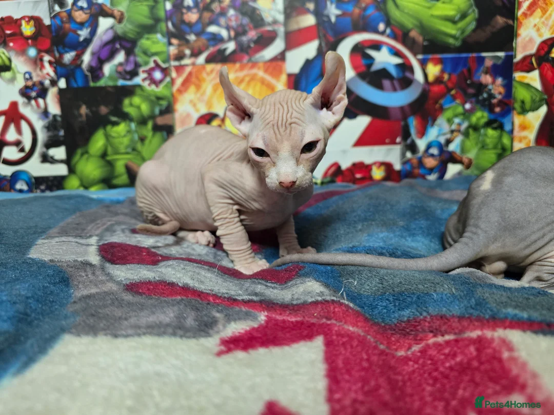 Sphynx cats for sale: Sphynx kittens  - Advert 7