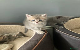Scottish Fold cats for sale: Beautiful Scottish fold kittens - Image 22