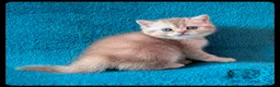 Scottish Fold cats for sale: TICA Registered Scottish kittens  in Peterborough - Advert 9