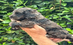 Cockapoo dogs for sale: DNA clear / Licensed Breeder for peace of mind  - Image 15