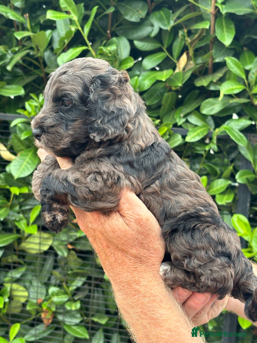 Cockapoo dogs for sale: DNA clear / Licensed Breeder for peace of mind  - Image 15