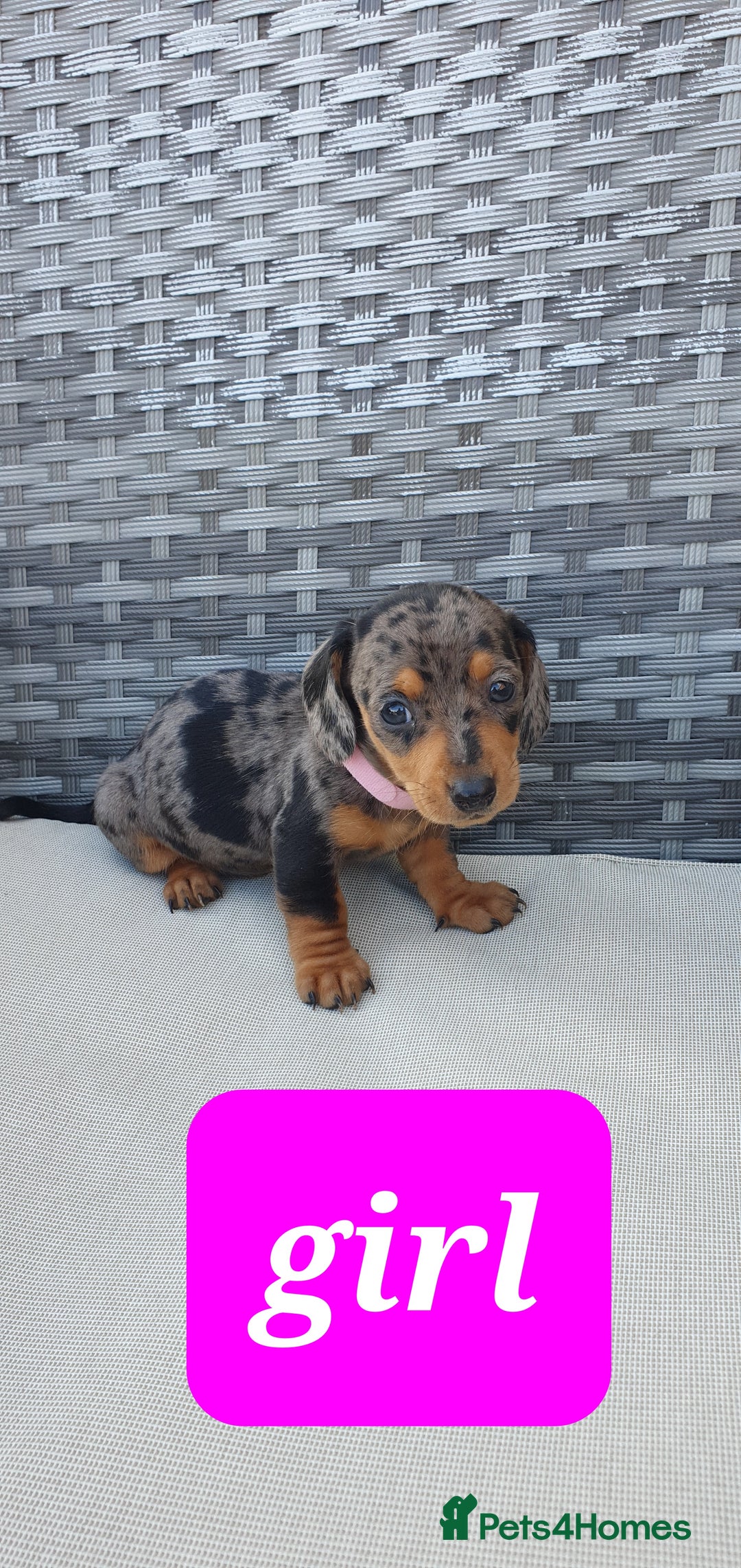 Dachshund dogs for sale: Xxx Beautiful dachshund puppies Xxx - Image 8
