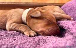 Labrador Retriever dogs for sale: KC Reg ‘Fox Red’ Labrador Retrievers  - Image 24