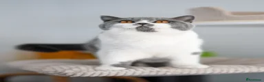 British Shorthair Kitten 2