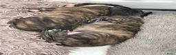 Whippet dogs for sale: Pure breed whippet in Filey - Advert 11