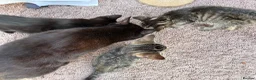 Mixed Breed cats for sale: Kitten for sale - Advert 1